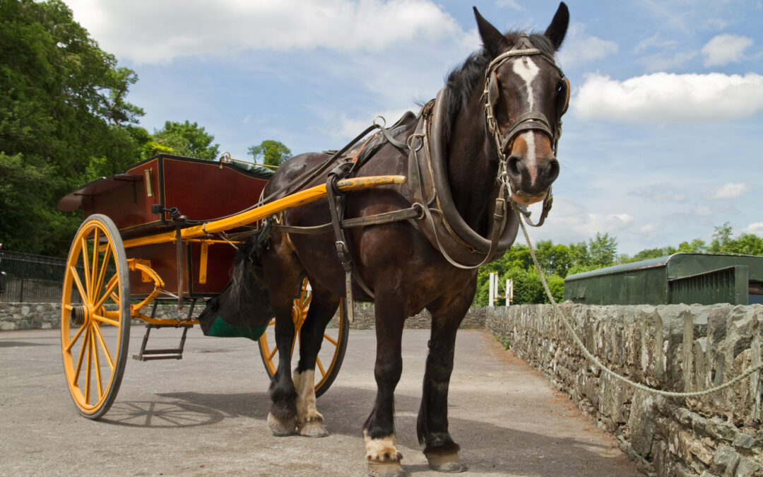 Who are Travellers in Irish Society